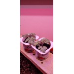 ЭКОЭЛ-ЛУЧ-60.3К+BR.Д.IP54-600.ПКП.ЭК.ФИТО