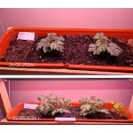 ЭКОЭЛ-ЛУЧ-60.3К+BR.Д.IP54-600.ПКП.ЭК.ФИТО